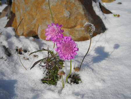 s-2　雪の中に咲く西洋マツムシソウ　
